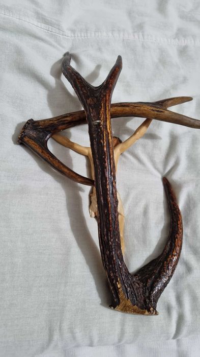 Сувенир из натурального рога