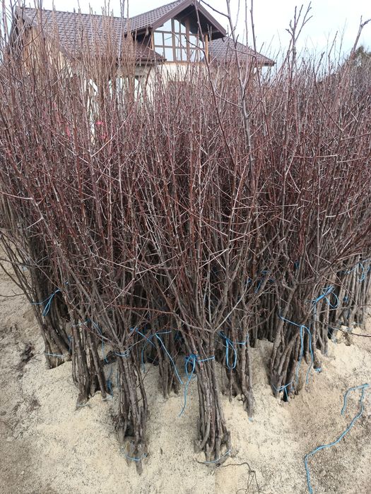 Vând pomi fructiferi altoiți anul 2 Calitate superioară