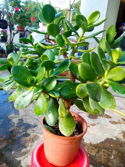 Цветя дървото на живота