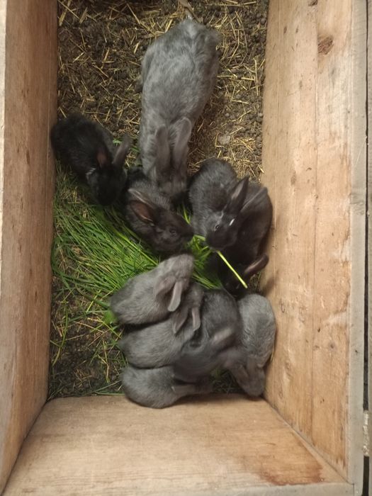 Quyon 3tasa kotta 9ta ortachasi