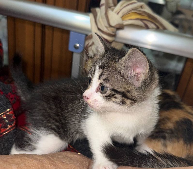 Отдам в добрые руки котят .