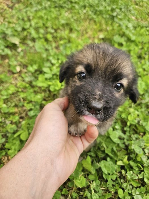 Подарявам кученца