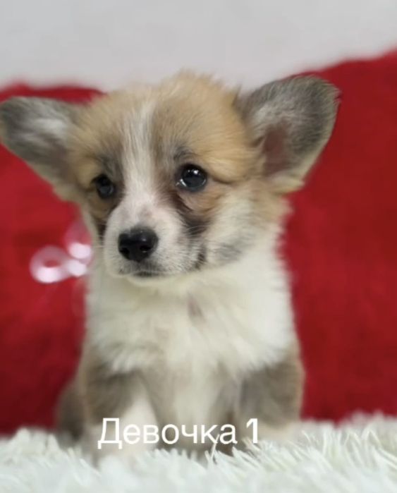 Вельш корги пемброк девочки