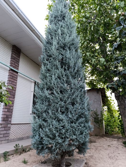 Archa italiya keparis