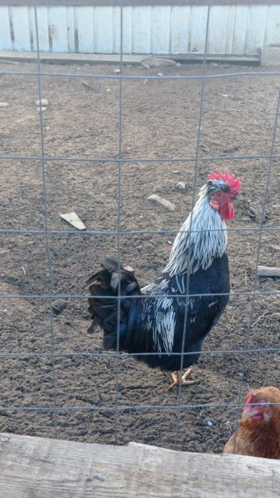 Vând cocoș australop, cocoș moțat,o pereche viandote și 6 rate mute.