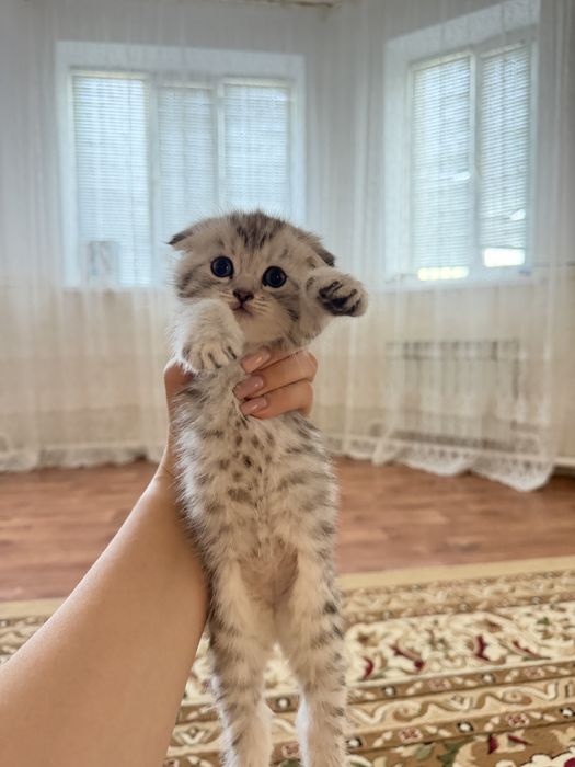 Шотладская вислоухая