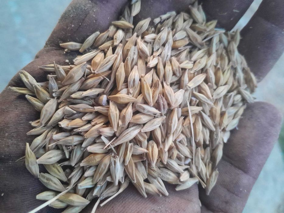 Vând porumb,grau,orzoaica și ovaz