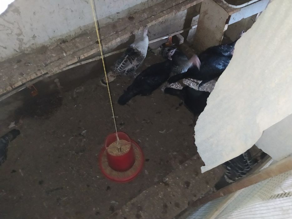 Induklar tuxumi sotiladi