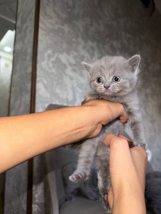 Котята чистокровные