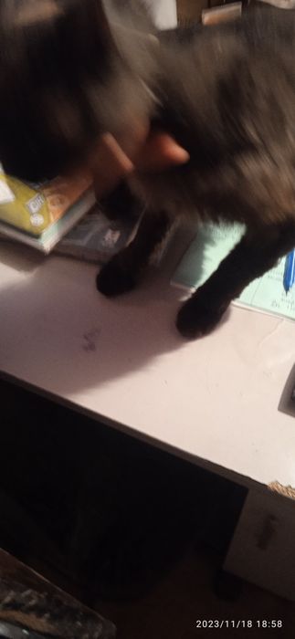 Сфинкс велюр браш