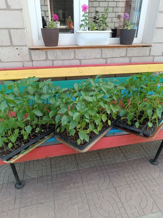 Продам рассаду крупный болгарский перец