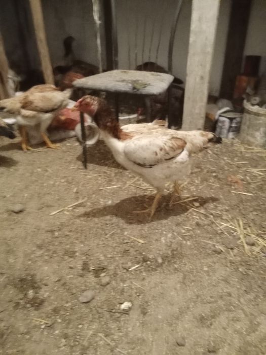 Даканы яйца 1000тг