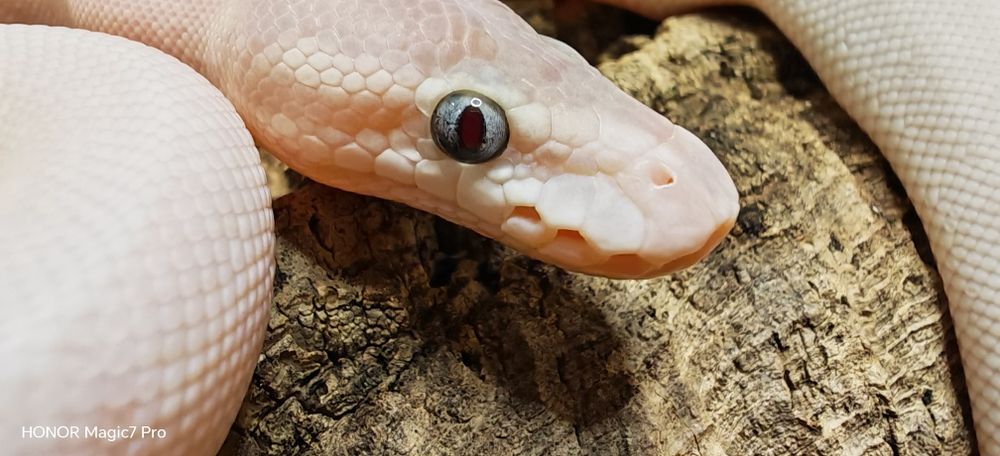Кралски питони (Python Regius)