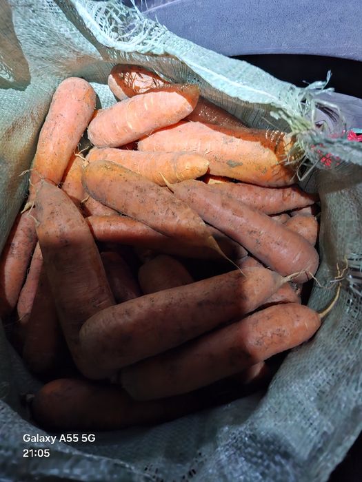 Продам морковь ДОМАШНЯЯ
