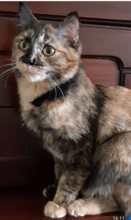 Кошка Лиза ищет себе семью.