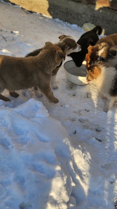Отдам щенка в добрые руки