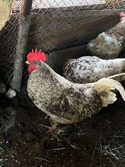 Продам домашних петухов