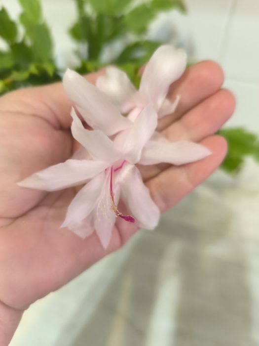 Декабрист белый продам