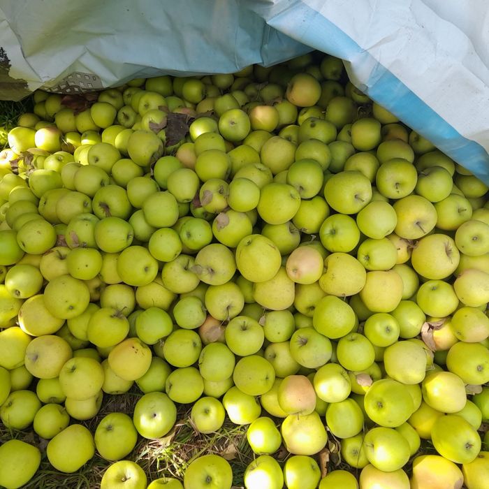 Продам яблоко оптом