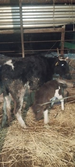 Сауын сиырлар сатылады