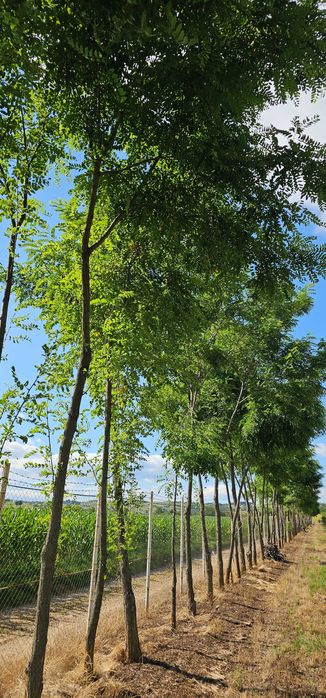 Vanzare plantatie/ferma de nuci, 2000 pomi, 14ha, Prahova