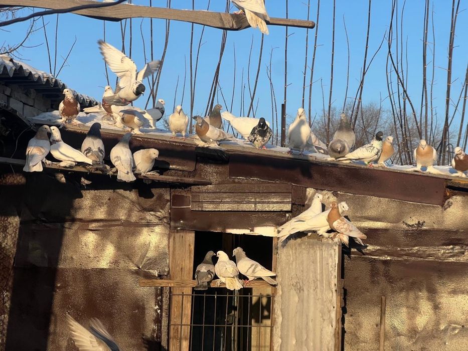 Продам голубей бакинцы