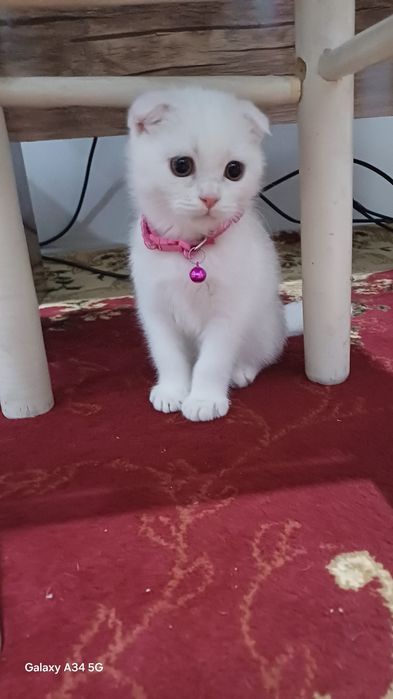 Scotish fold mushuk bolasi 5 oylik