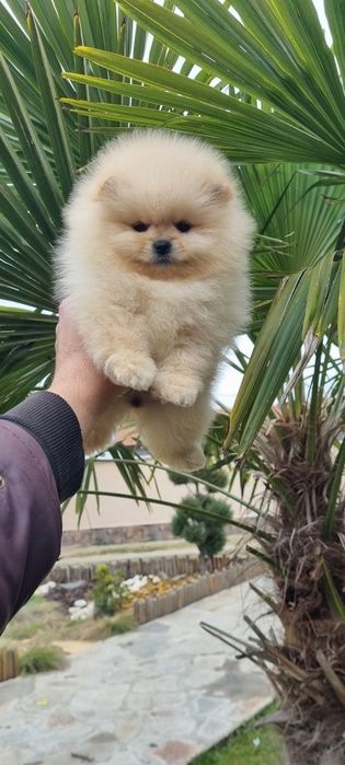 Померан мини мини
