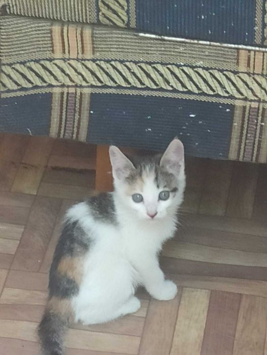 Отдадим котят в добрые руки
