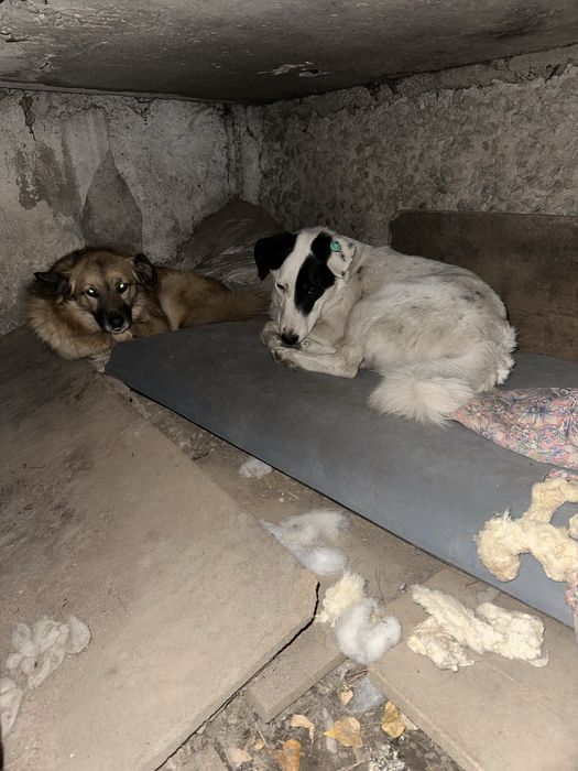 Пристраивается собачка