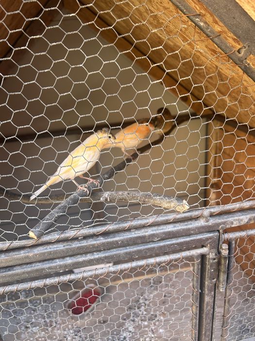 Canari portughezi