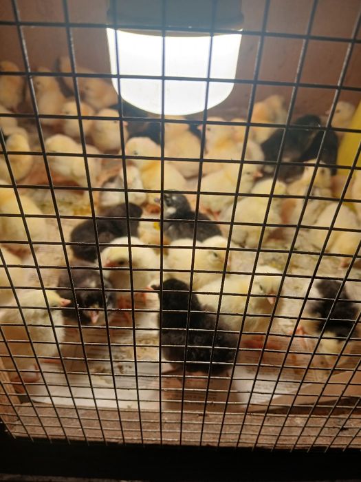 Циплята породы адлер