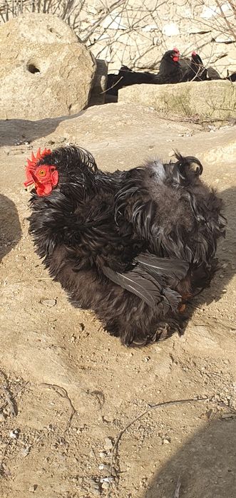 Cochinchina pitic, Australorp COCOȘI!!!