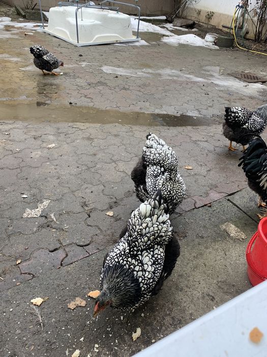 Vand familie gaini rasa Wiandotte argintiu