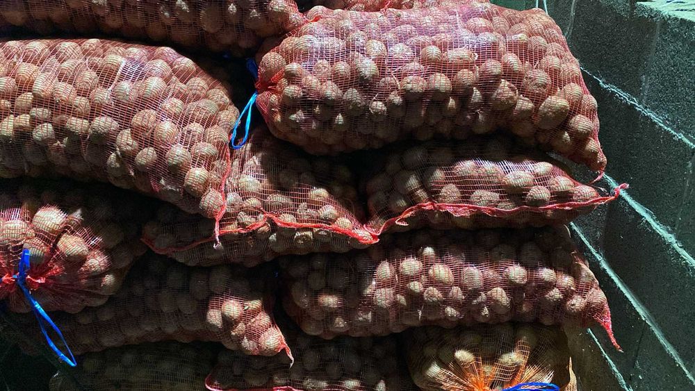 Cartofi samanta soiul Colomba(certificat + eticheta) si Laura