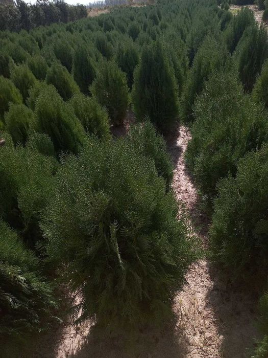 Туя навли арчалар