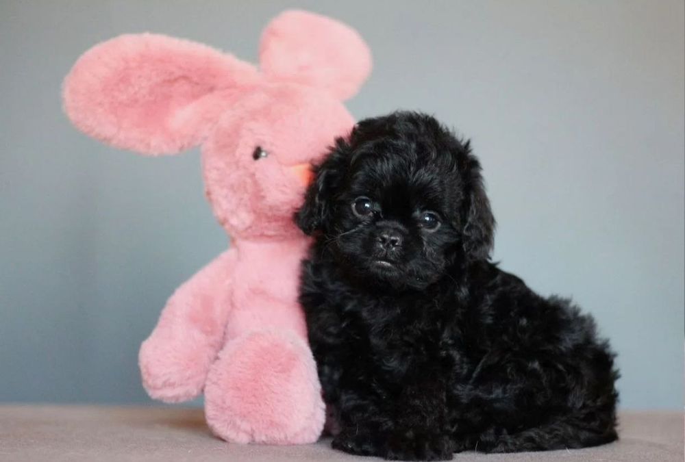 Мальчик мальтипу F1,  супер мини