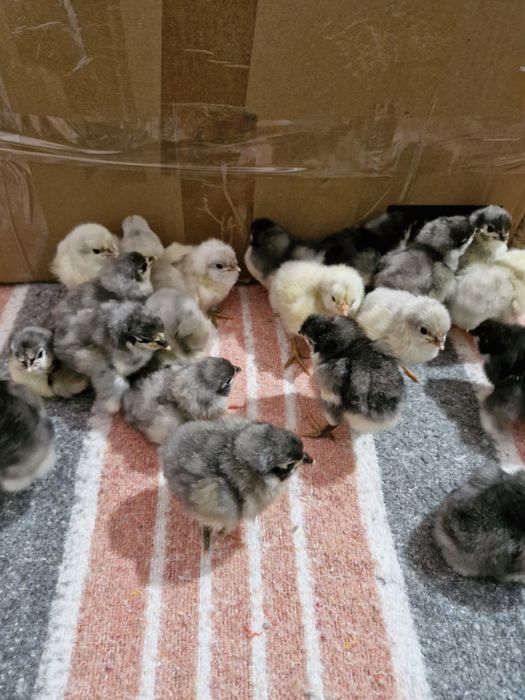Pui Australorp 1 săptămână