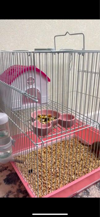 Домашняя крыса в добрые руки