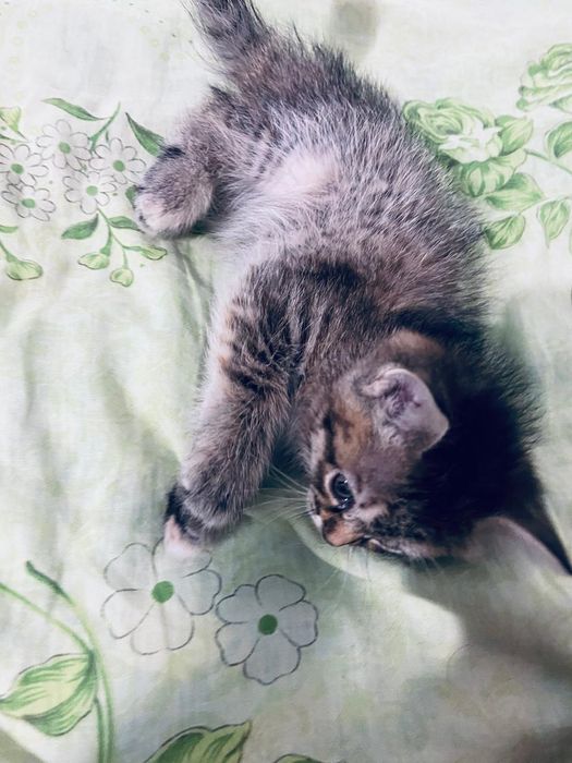 Отдам дам кошки бесплатно