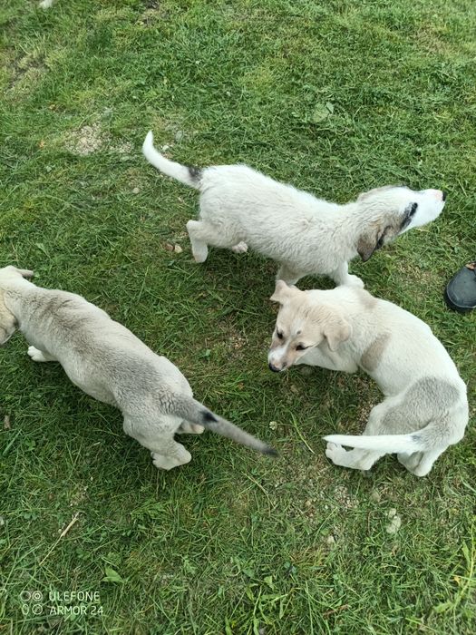 Căței pentru adoptie