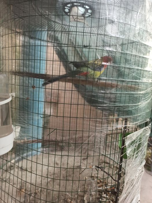 Продам Розелла Нар мальчика