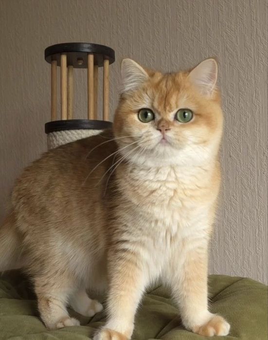 ВЯЗКА. Золотистая шиншилла, кот для вязки