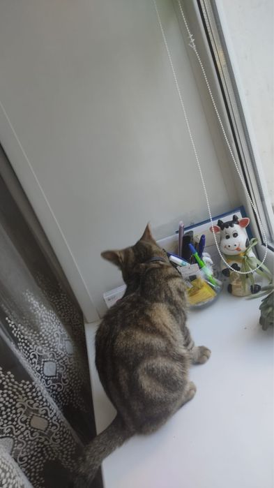 Отдам в добрые руки котёнка