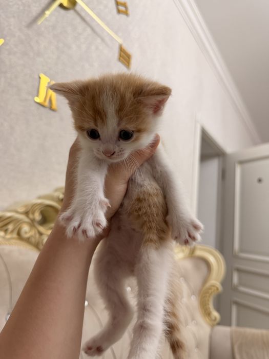 Бронь вислоухие котята