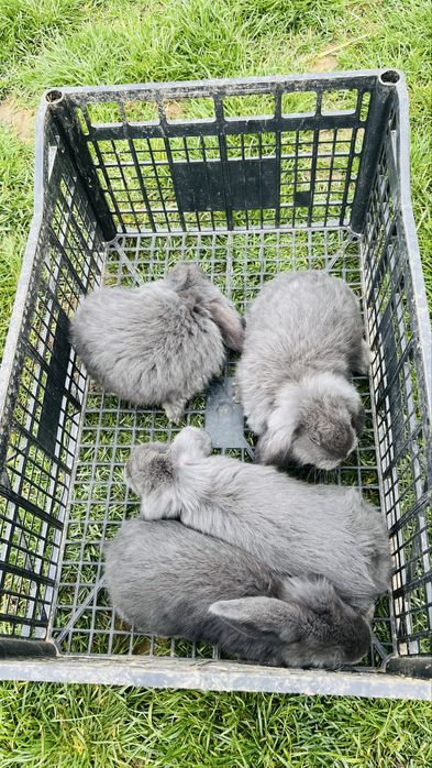 Disponibili 4 iepurasi berbec german