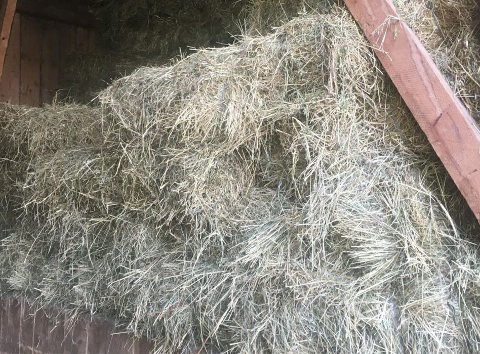 Fan Lucerna de buna calitate