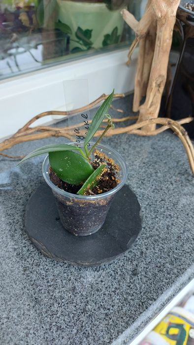 Хоя различни видове