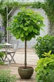 Catalpa arbore globular