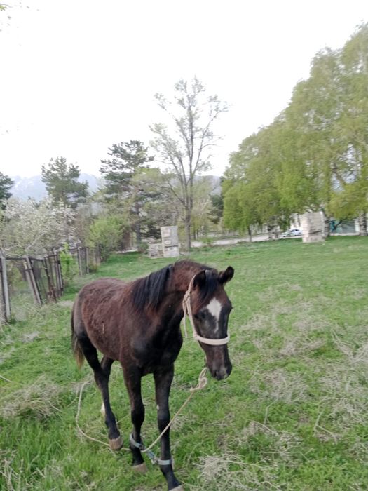 Жуас тай сатылады